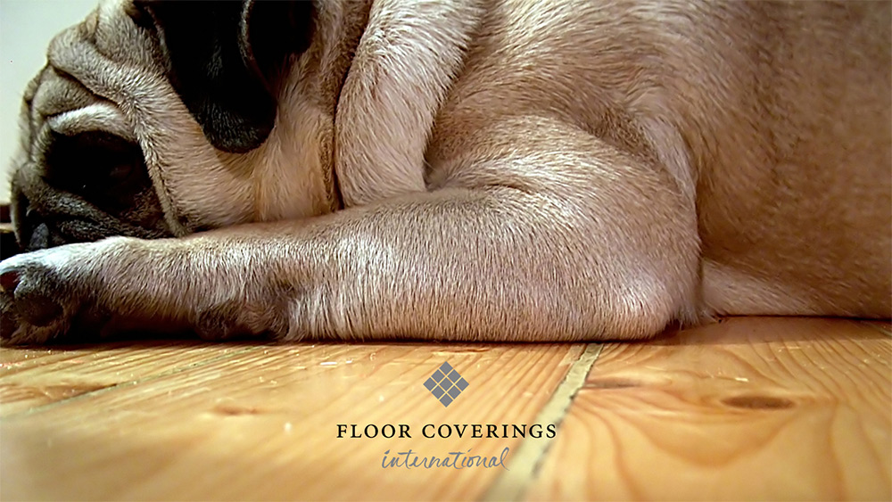 Floor Coverings International franchise Dog lays on Beautiful Flooring